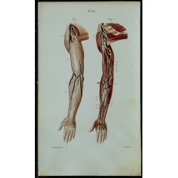 1852 - Vaisseaux lymphatiques du bras 