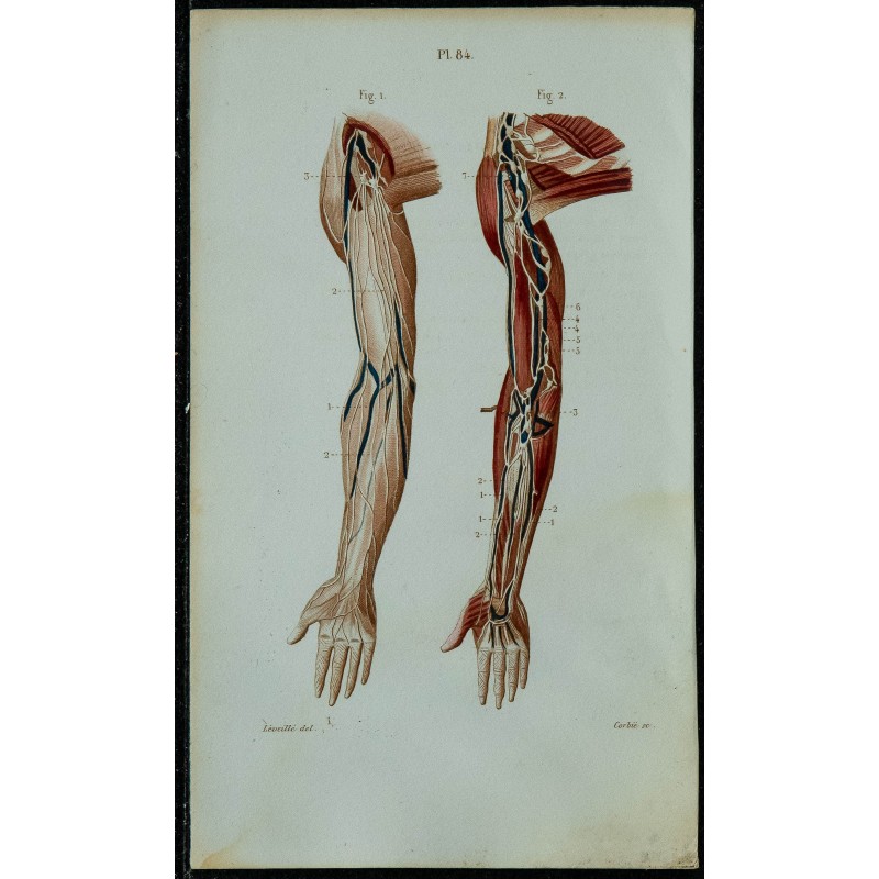 1852 - Vaisseaux lymphatiques du bras 