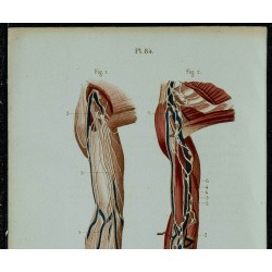 1852 - Vaisseaux lymphatiques du bras 