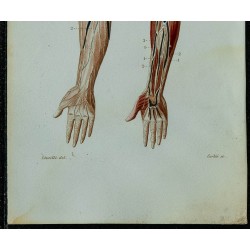 1852 - Vaisseaux lymphatiques du bras 