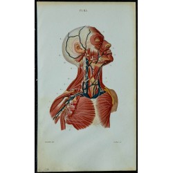 1852 - Vaisseaux et ganglions de la tête & du cou 