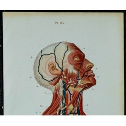 1852 - Vaisseaux et ganglions de la tête & du cou 