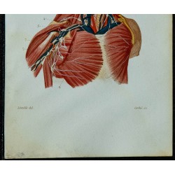 1852 - Vaisseaux et ganglions de la tête & du cou 