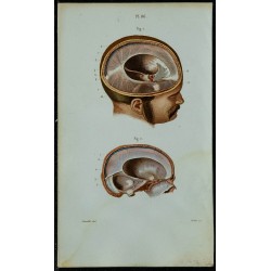 1852 - Anatomie macroscopique de la dure-mère 