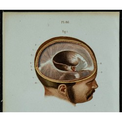 1852 - Anatomie macroscopique de la dure-mère 