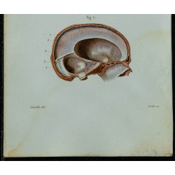 1852 - Anatomie macroscopique de la dure-mère 