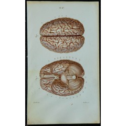 1852 - Cerveau et origine des nerfs crâniens 