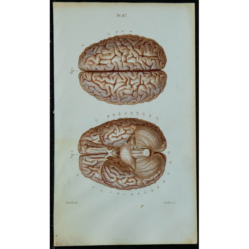1852 - Cerveau et origine des nerfs crâniens 