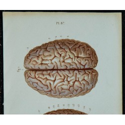 1852 - Cerveau et origine des nerfs crâniens 