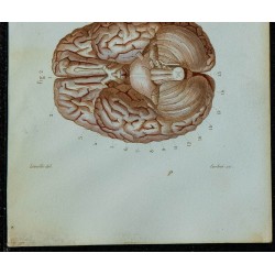 1852 - Cerveau et origine des nerfs crâniens 