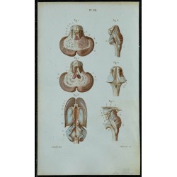 1852 - Coupes du cervelet et ventricules 