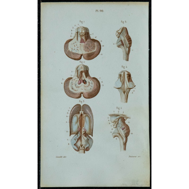 1852 - Coupes du cervelet et ventricules 