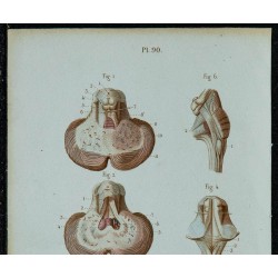 1852 - Coupes du cervelet et ventricules 