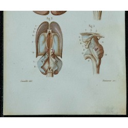 1852 - Coupes du cervelet et ventricules 