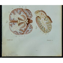 1852 - Coupes du cerveau 
