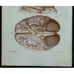 1852 - Cerveau vu en dessous 