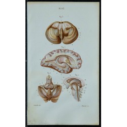 1852 - Ventricule latéral du cerveau 
