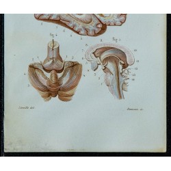 1852 - Ventricule latéral du cerveau 