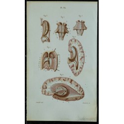 1852 - Coupes transversales du cerveau 