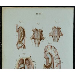 1852 - Coupes transversales du cerveau 