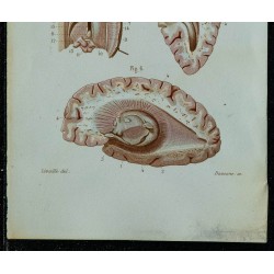 1852 - Coupes transversales du cerveau 