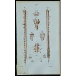 1852 - Moelle bulbe et protubérance 