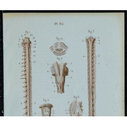 1852 - Moelle bulbe et protubérance 