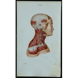1852 - Plexus cervical portion superficielle 