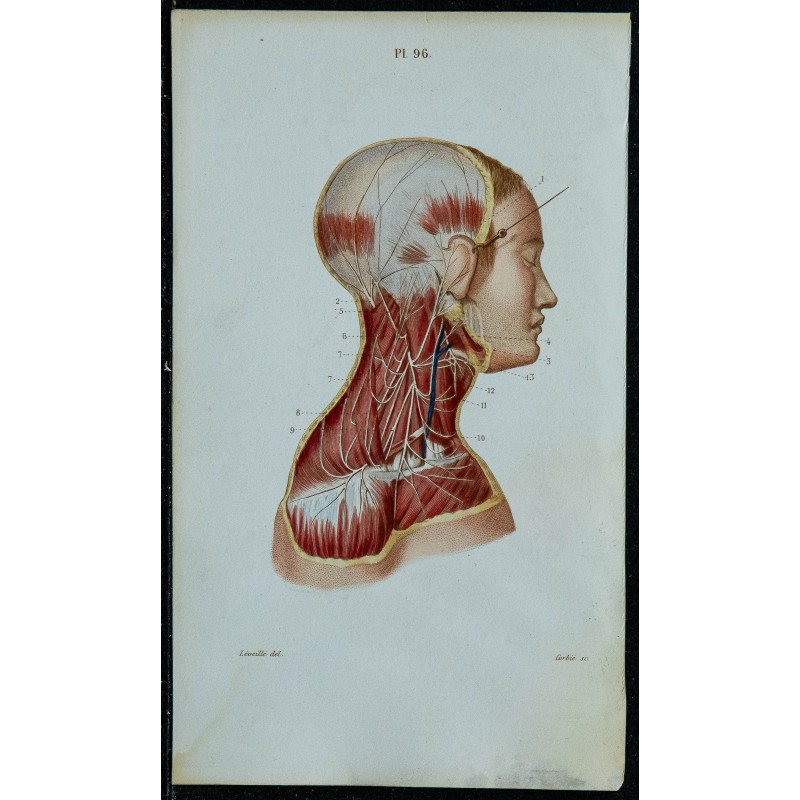 1852 - Plexus cervical portion superficielle 