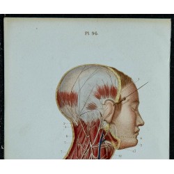 1852 - Plexus cervical portion superficielle 