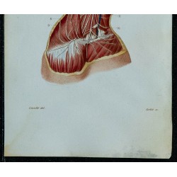 1852 - Plexus cervical portion superficielle 