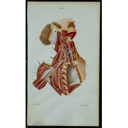 1852 - Plexus cervical & brachial 