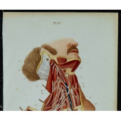 1852 - Plexus cervical & brachial 