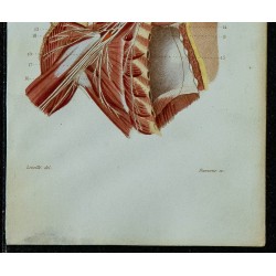 1852 - Plexus cervical & brachial 
