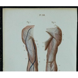 1852 - Nerfs superficiels du bras 