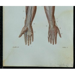 1852 - Nerfs superficiels du bras 
