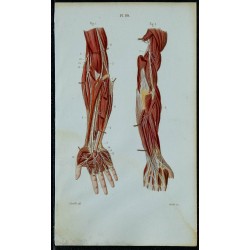 1852 - Nerfs profonds du bras 