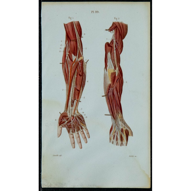 1852 - Nerfs profonds du bras 