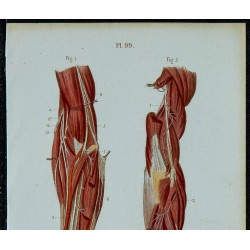 1852 - Nerfs profonds du bras 