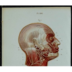 1852 - Nerf facial & auditif 