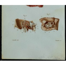 1852 - Nerf facial & auditif 
