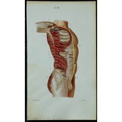 1852 - Nerfs intercostaux branches lombaires 