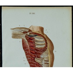 1852 - Nerfs intercostaux branches lombaires 