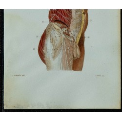 1852 - Nerfs intercostaux branches lombaires 
