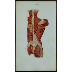 1852 - Nerfs postérieurs du tronc 
