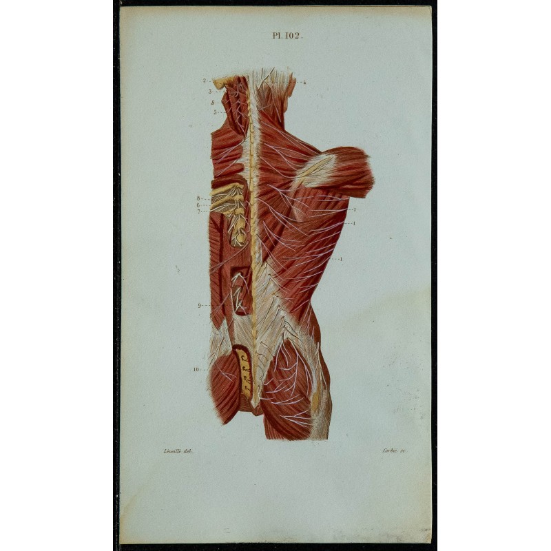 1852 - Nerfs postérieurs du tronc 