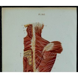 1852 - Nerfs postérieurs du tronc 