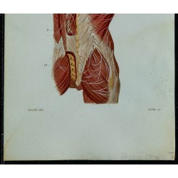 1852 - Nerfs postérieurs du tronc 
