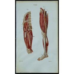 1852 - Plexus lombaire & nerf crural 