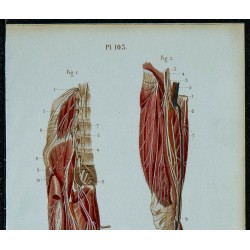 1852 - Plexus lombaire & nerf crural 